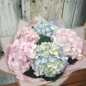 Классический букет из 5 гортензий микс в корейской пленке от 2name Flowers