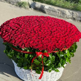 501 роза🌹