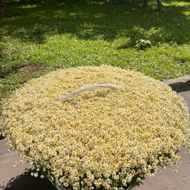 Ромашковое поле