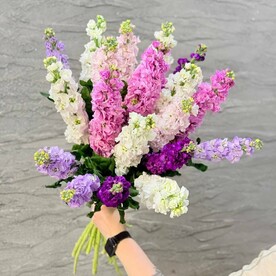 Пышный букет из 19 ароматных маттиол. Живые цветы
