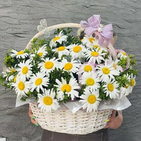 Ромашка, Самшит, Корзина плетеная