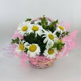 Корзинка с садовыми ромашками. Букет ромашек в корзине с зеленью самшит