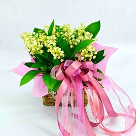 Ландыши, Рускус, Кашпо, Дизайнерская упаковка