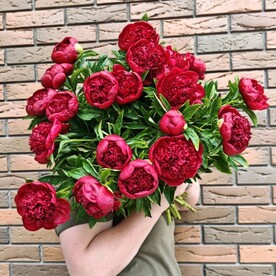 Букет из 21 красного кустового пиона. Ароматные пионы