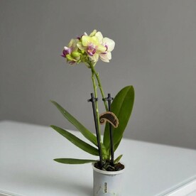 Малышка орхидея в горшочке💛