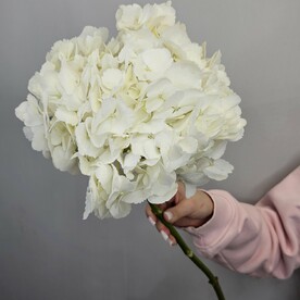 Гортензия белая