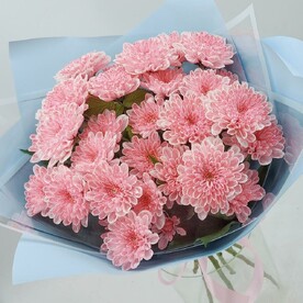 Хризантема кустовая, Писташ, Дизайнерская упаковка