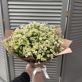 Ромашки