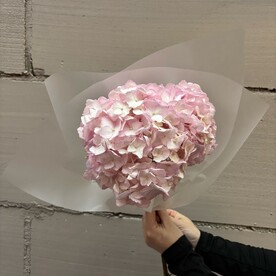 Гортензия шт, Упаковка шт, шт