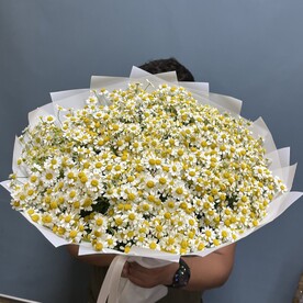 Кустовая ромашка