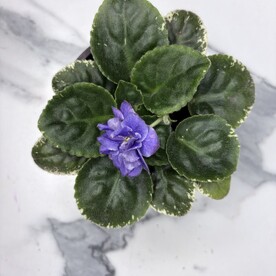 Сенполия (фиалка)