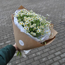 Летние ромашки