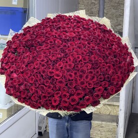 Огромный букет из 501 розы