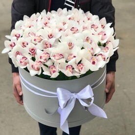 Красота орхидей