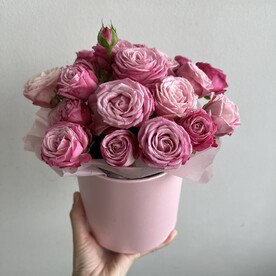 Роза мадам бомбастик шт, Круглая коробка шт