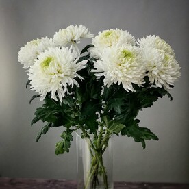 Хризантема одноголовая