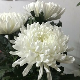 Хризантема одноголовая