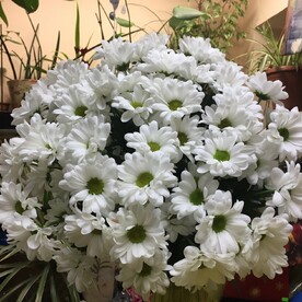 Хризантема кустовая, Крафт