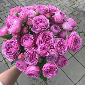 Пионовидный кустовая роза Мисти баблс 17 шт
