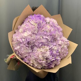 Гортензия лавандовая
