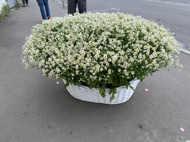 Букет цветов 😍много ромашек 1001 бутонов в корзине 😍 за 223990₽ с доставкой в Москве от Цветы радости на Flawery