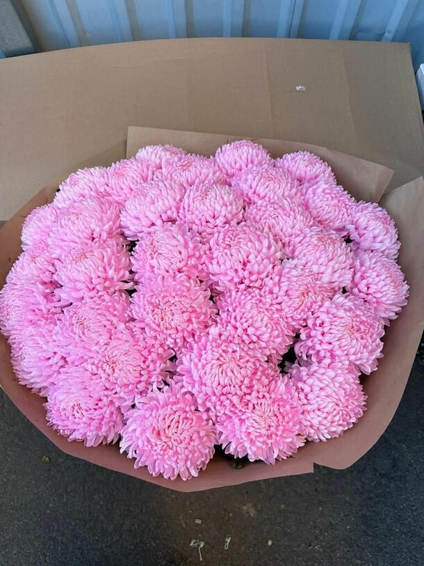 Букет из 35 розовых шаровидных хризантем 💗 за 17380₽ с доставкой в Москве от Цветы радости на Flawery