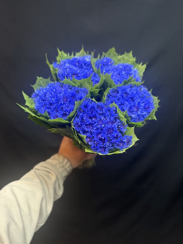 Букет цветов Васильки 101 шт за 7500₽ с доставкой в Москве от ANADIA FLOWERS на Flawery