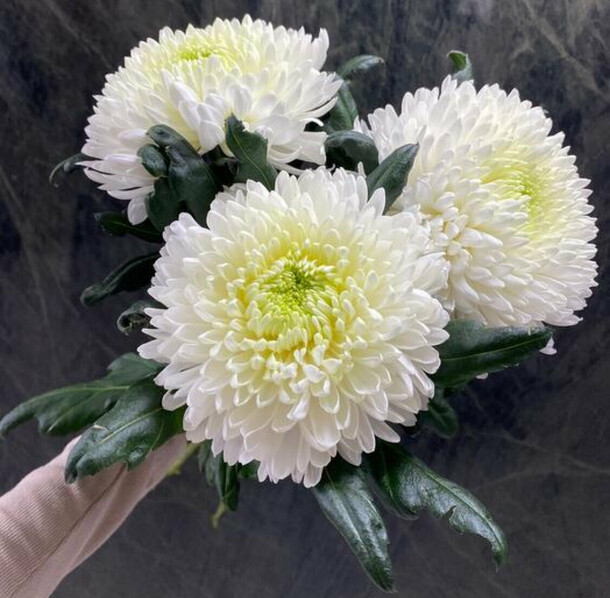 Букет белых хризантем, артикул F1367930 - 2550 рублей, доставка по городу. Flawery - доставка цветов