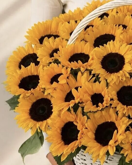 Букет цветов Корзина с подсолнухами за 45500₽ с доставкой в Москве от Lovely flowers на Flawery