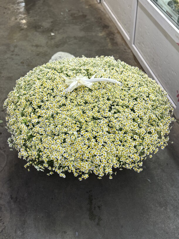 Букет цветов Танацетум в корзине за 50220₽ с доставкой в Москве от PION FLOWERS на Flawery