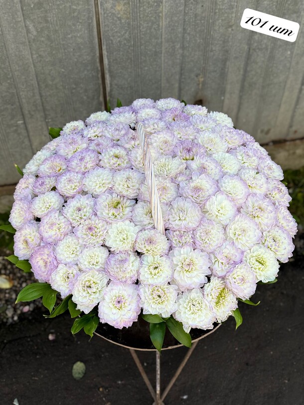Букет цветов Георгины за 35300₽ с доставкой в Москве от PION FLOWERS на Flawery