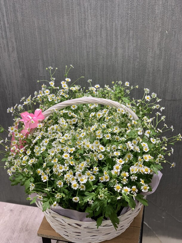 Букет цветов Ромашки за 13659₽ с доставкой в Москве от Umma Flowers на Flawery