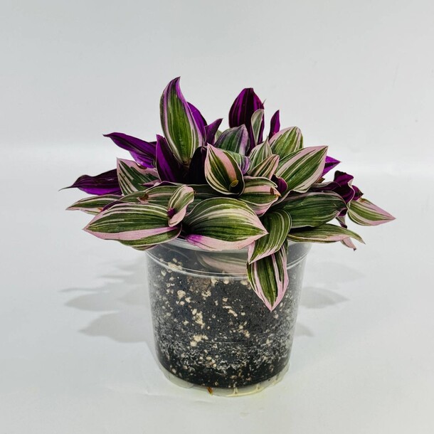 Комнатное растение традесканция нанук (tradescantia ‘nanouk’) в прозрачном кашпо за 2881₽ с доставкой в Москве от Дарите Красиво на Flawery