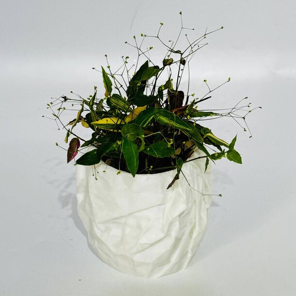 Комнатное растение tradescantia fluminensis ‘variegata’ фата невесты в дизайнерском кашпо за 2381₽ с доставкой в Москве от Дарите Красиво на Flawery