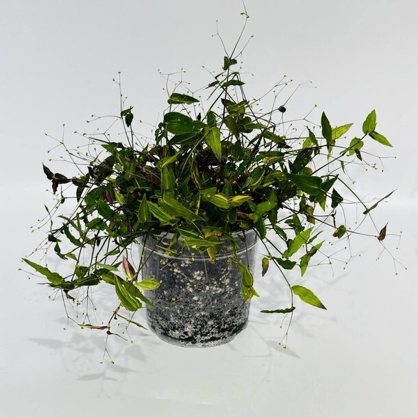 Комнатное растение традесканция миртолистная (tradescantia fluminensis) белая невеста за 2881₽ с доставкой в Москве от Дарите Красиво на Flawery