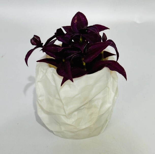 Комнатное растение традесканция purple joy (tradescantia zebrina ‘purple joy’) в кашпо мятый пакет за 2381₽ с доставкой в Москве от Дарите Красиво на Flawery