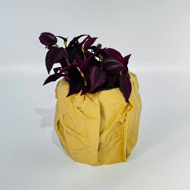 Комнатный цветок традесканция purple joy (tradescantia zebrina ‘purple joy’) в кашпо мятый пакет за 3981₽ с доставкой в Москве от Дарите Красиво на Flawery