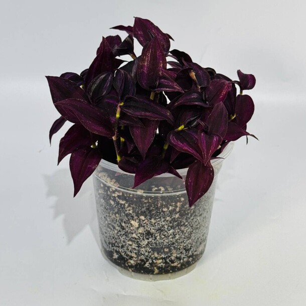 Комнатное растение цветок традесканция purple joy (tradescantia zebrina ‘purple joy’) за 2881₽ с доставкой в Москве от Дарите Красиво на Flawery