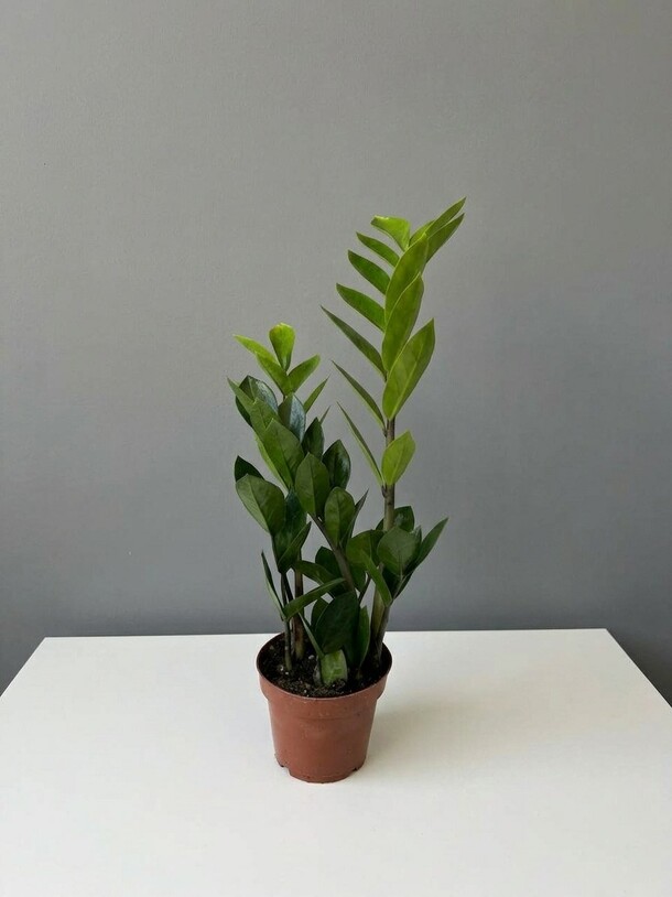 Замиокулькас (долларовое дерево) в горшке🌿 за 2890₽ с доставкой в Москве от Bouquets With Love на Flawery