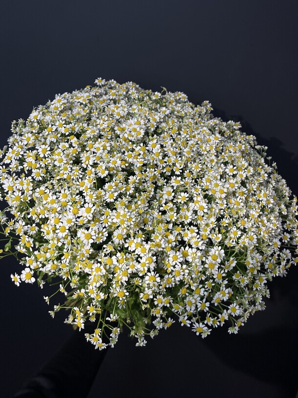 Букет из 51-ой ромашки за 13650₽ с доставкой в Москве от Lumis blossom на Flawery