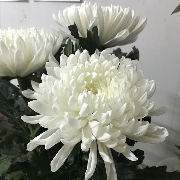 Букет цветов Хризантема одноголовая за 1430₽ с доставкой в Москве от Flowers-for-you на Flawery