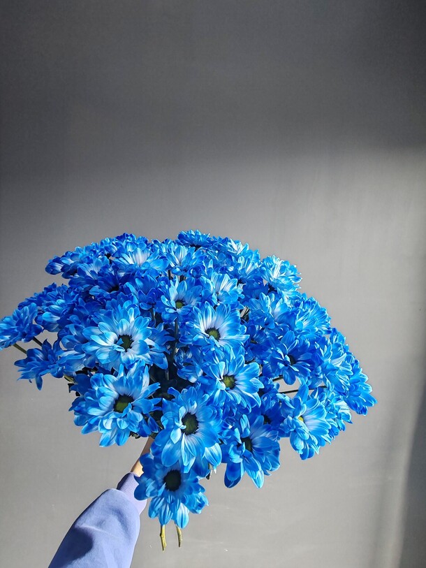 Букет 5 синих хризантем за 2650₽ с доставкой в Москве от Flowers farm на Flawery