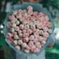 Букет живых цветов из роз, цвет розовый светлый, 25 шт, кустовые пионовидные розы Мэнсфилд арт 193
