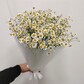 9 кустовых ромашек