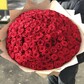 101 Роза красная Роза