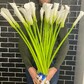 Букет из 25 Калл