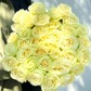 Милый букет из 35 роз Аваланш 60см