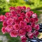 Чудесный букет из 35 роз Джумилия 60см