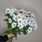 Кустовая хризантема