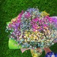 Микс гипсофилы